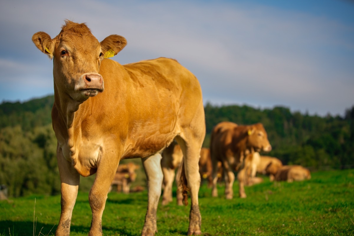 Limousin-Rind auf der Weide